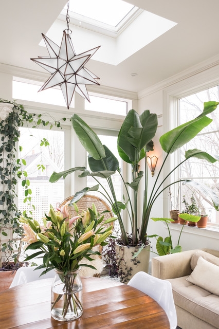 نکاتی برای سالم نگه داشتن گیاهان آپارتمانی در زمستان