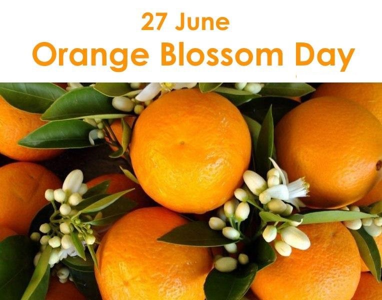 امروز ۲۷ ژوئن روز بهار نارنج است.
